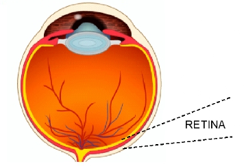 retina